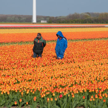 Why Tulips DISAPPEAR