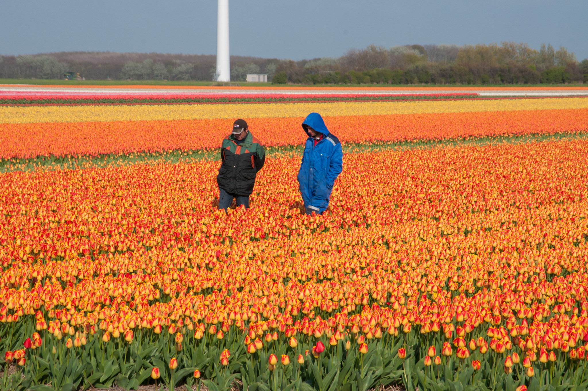 Why Tulips DISAPPEAR