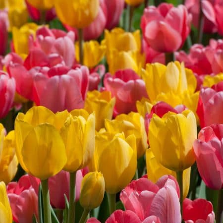perennial tulips