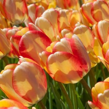 Perennial Tulips