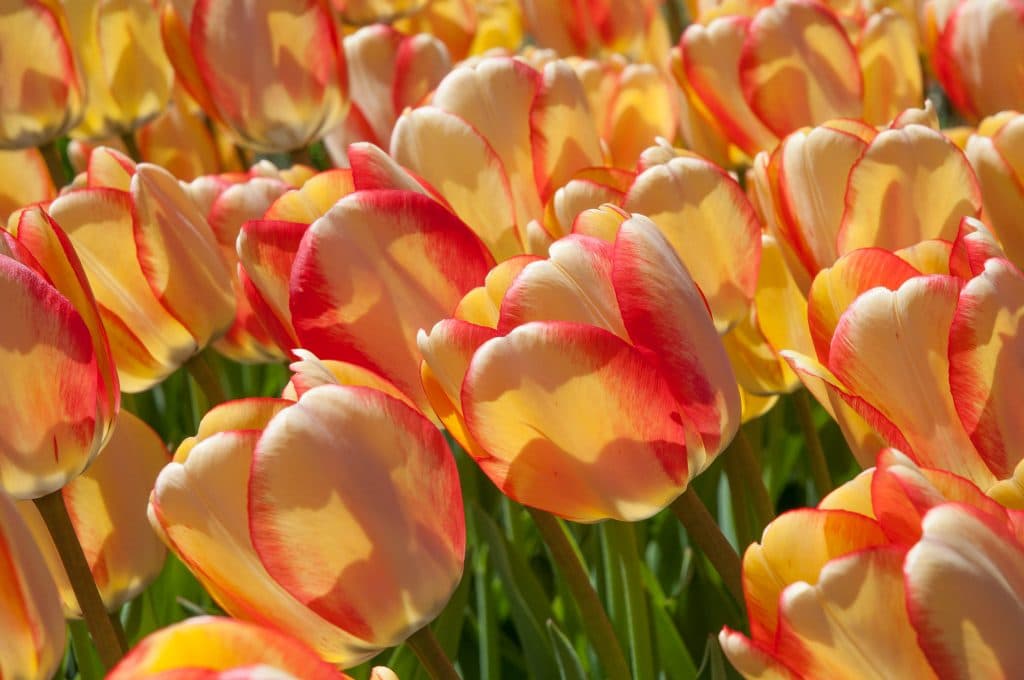 Perennial tulips