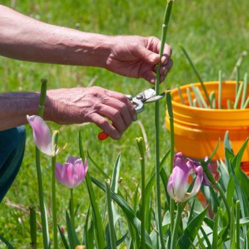Getting the Most from Perennial Tulips