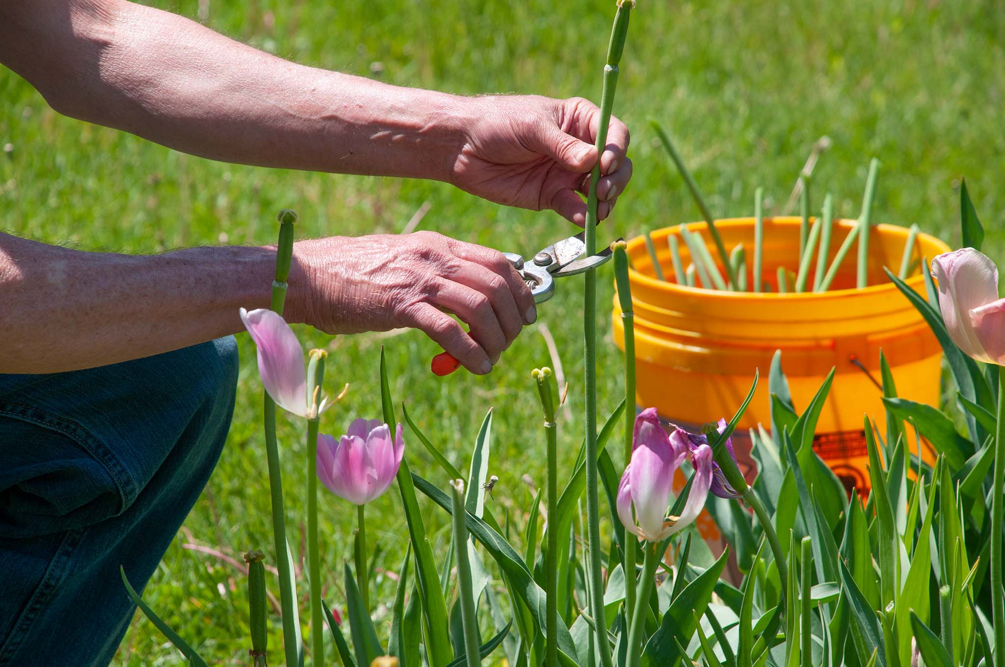 Getting the Most from Perennial Tulips