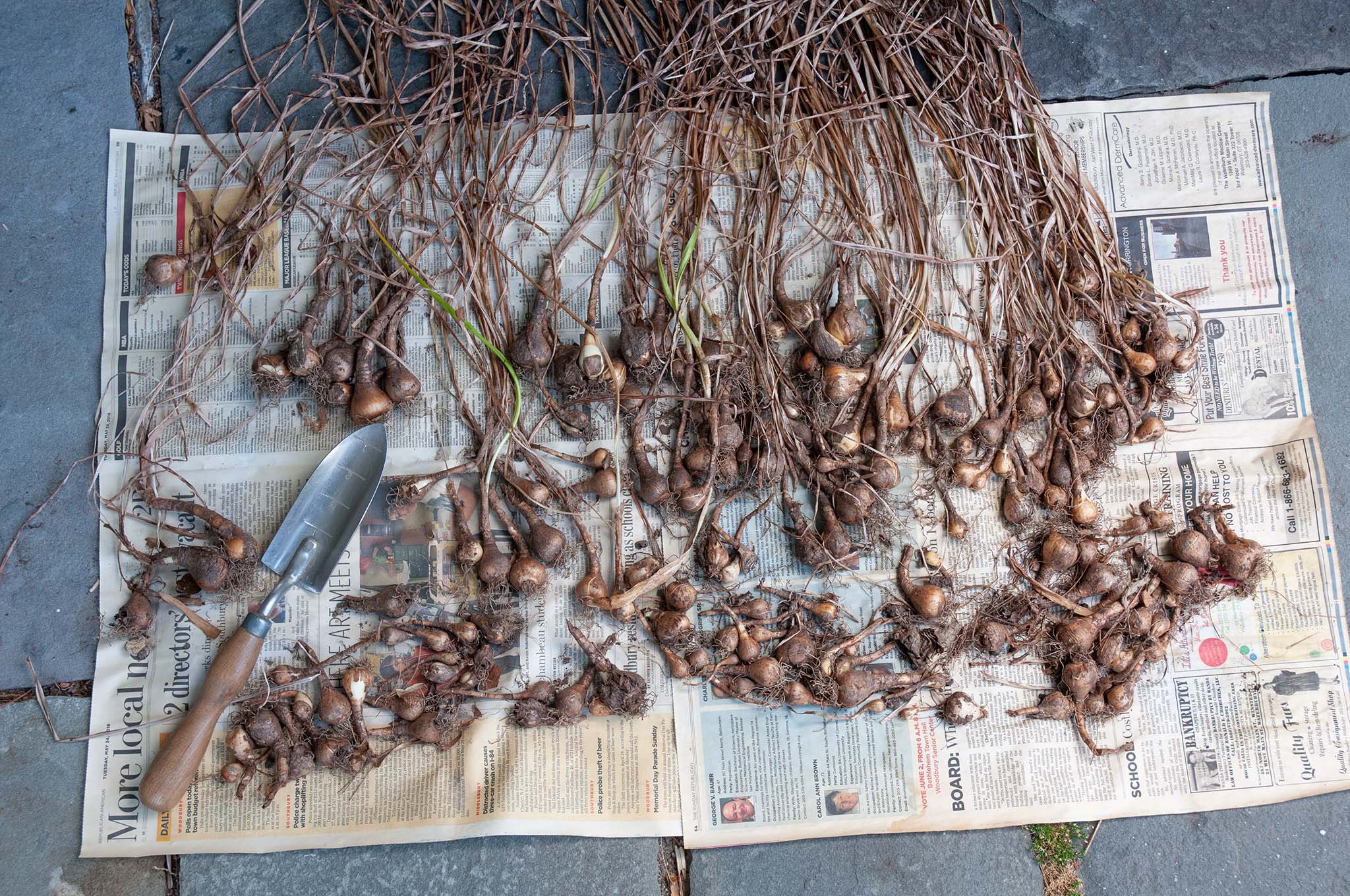 COLORBLENDS Moving and Dividing Daffodils