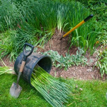 Moving and Dividing Daffodils