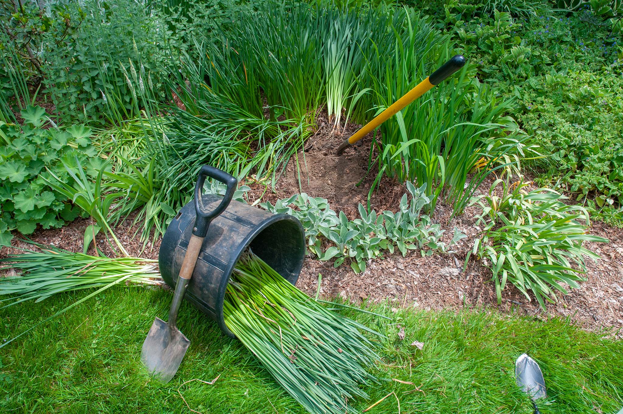 Moving and Dividing Daffodils