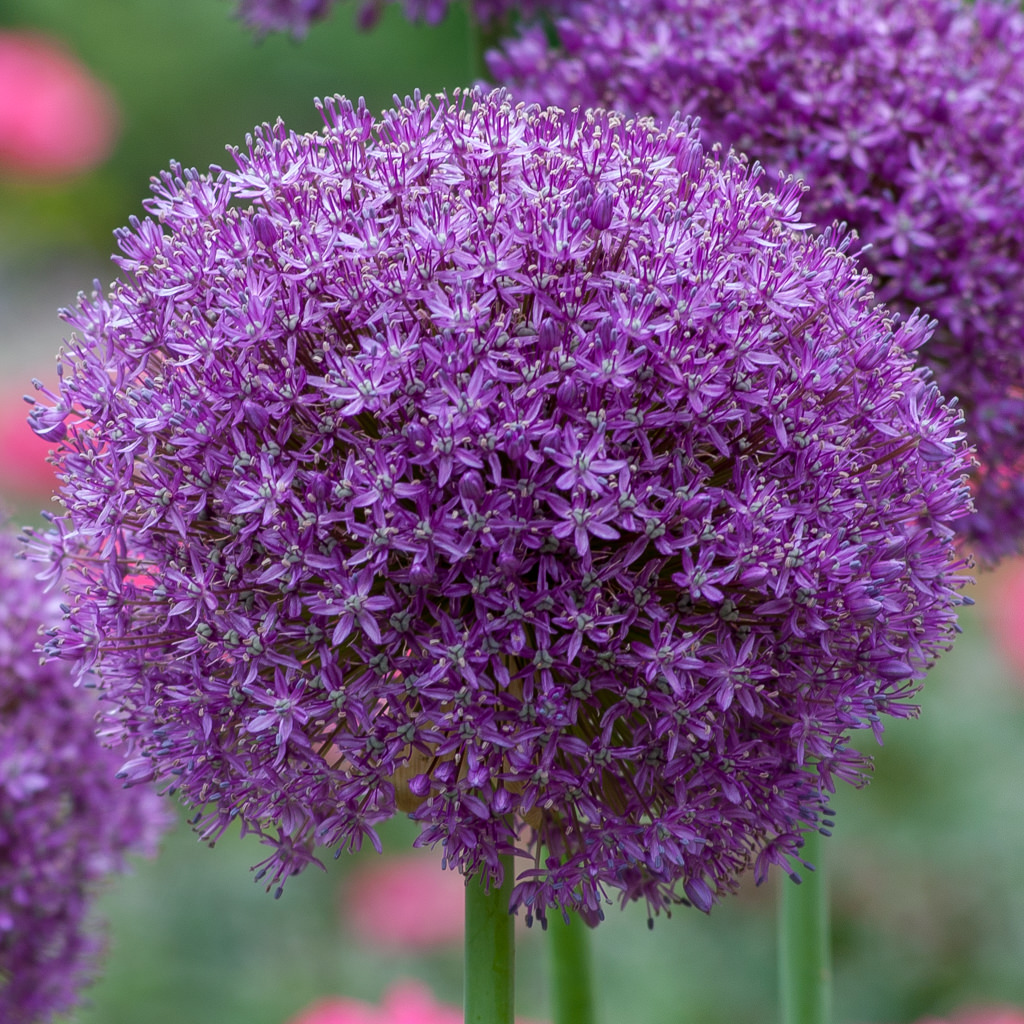 Allium Ambassador from Colorblends