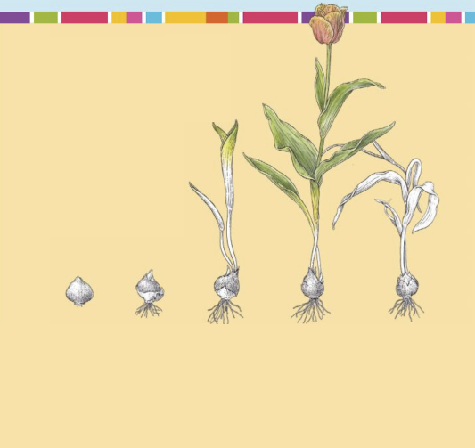 A Spring-Flowering Bulb’s Growth Cycle