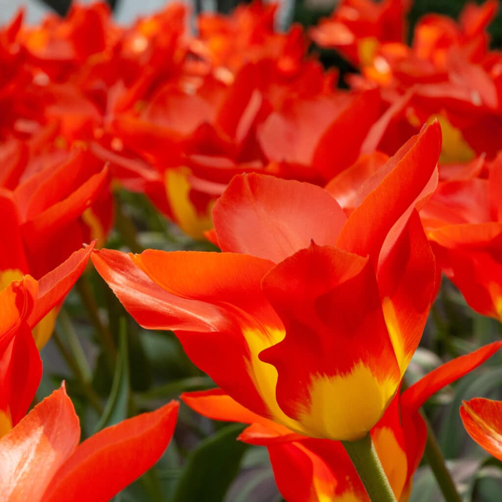 Close-up of a Juan tulip