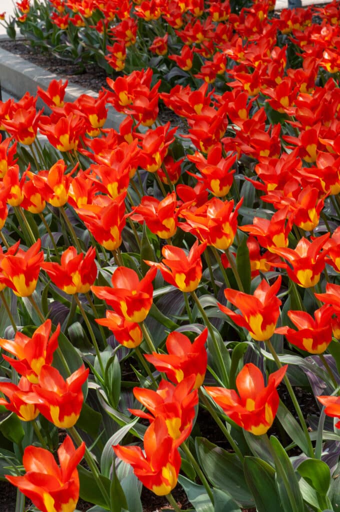 Juan tulips planted en masse