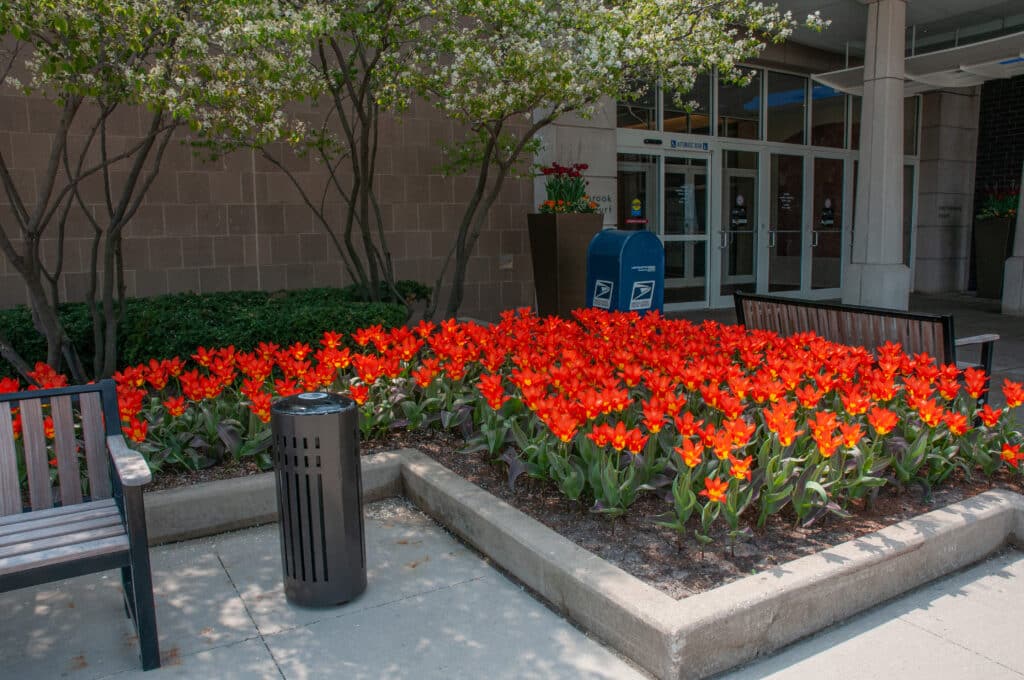 Juan tulips planted in an L-shaped bed outside of a commercial building