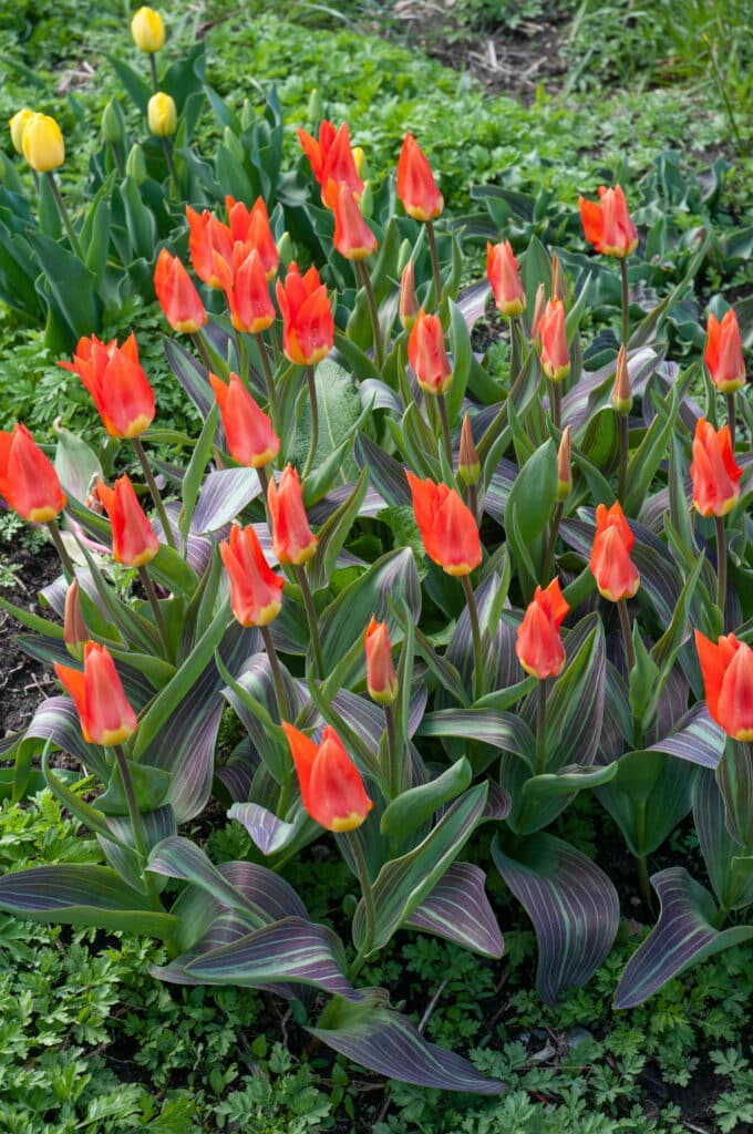 Juan tulips with closed petals