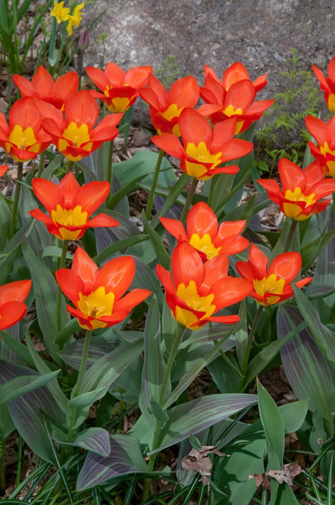 Close-up of Juan tulips planted in a garden setting with boulder in the background