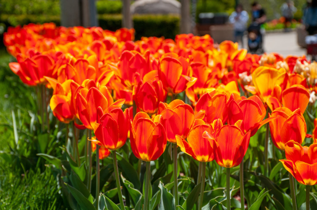 Tulipa Flair - Bulbes de tulipes x20 - Bulbes de fleurs