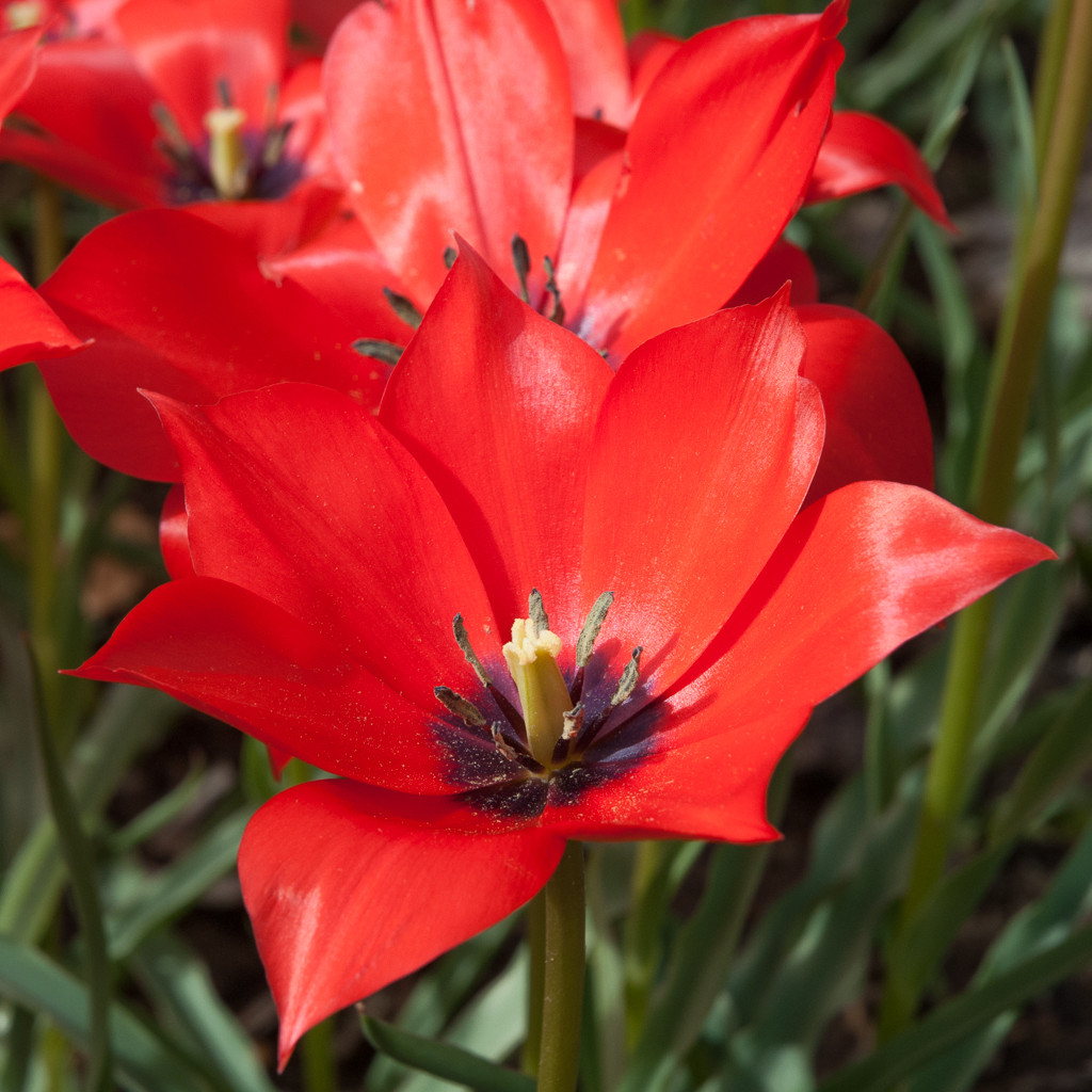 Tulip Bulbs Item 1022 Linifolia For Sale Colorblends®