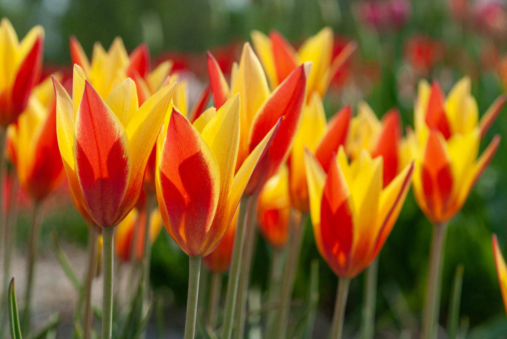 Tubergen's Gem Tulip Bulbs | Wholesale Pricing | Colorblends®