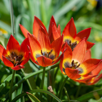 COLORBLENDS  Perennial Tulips