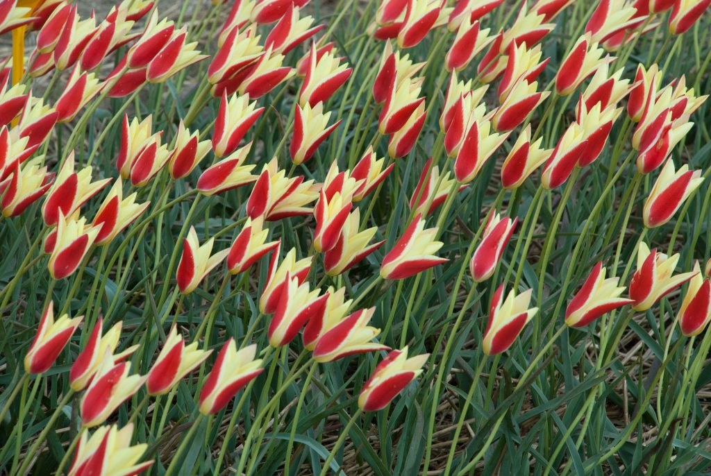 Tulip Bulbs Item 1035 Tinka For Sale Colorblends®