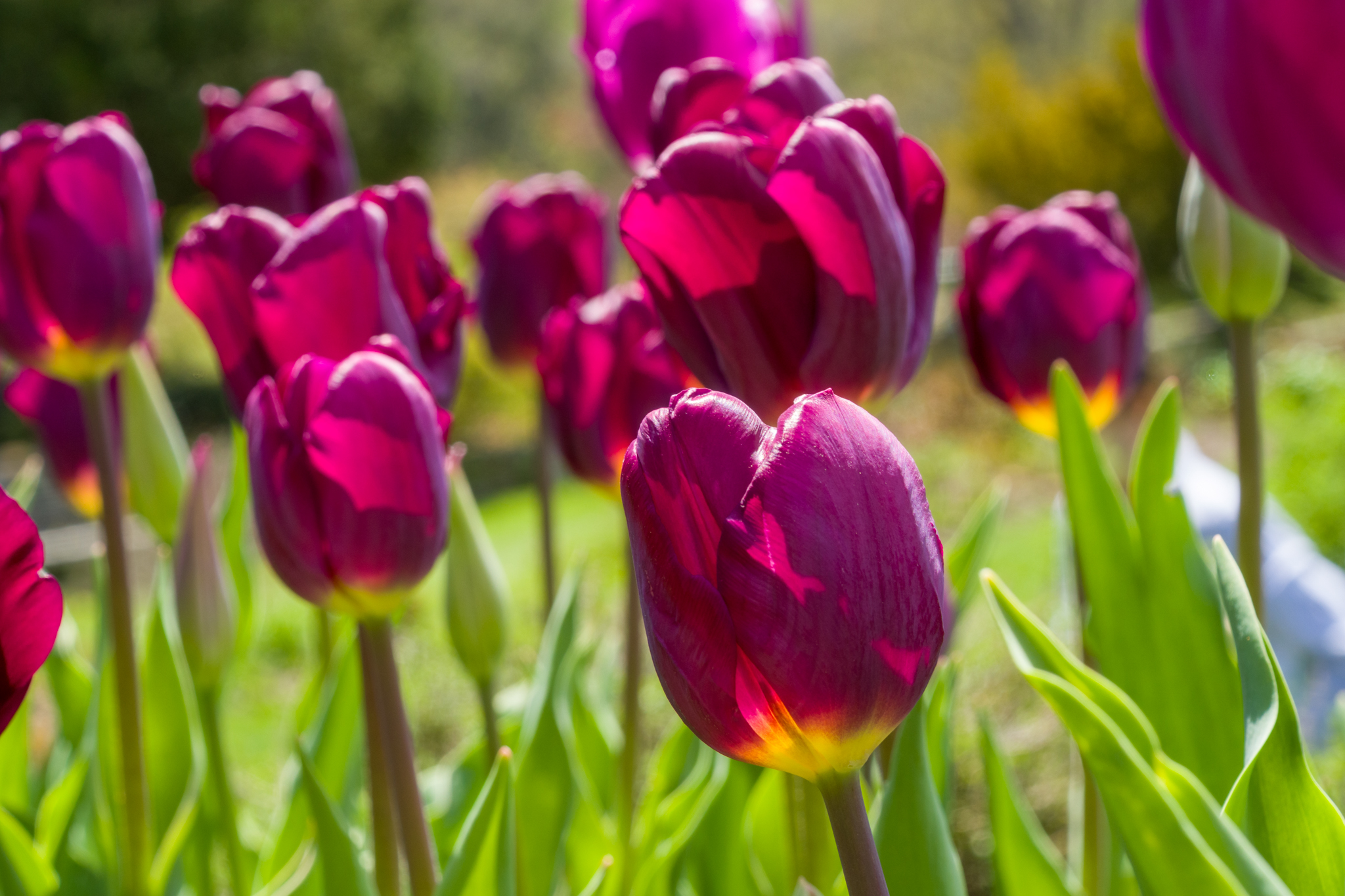 Best Purple Tulip Bulbs, Always Wholesale Pricing