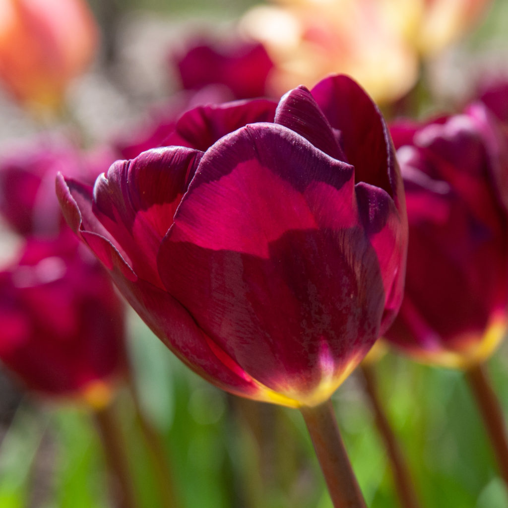 Purple Lady Tulip Bulbs, Always Wholesale Pricing