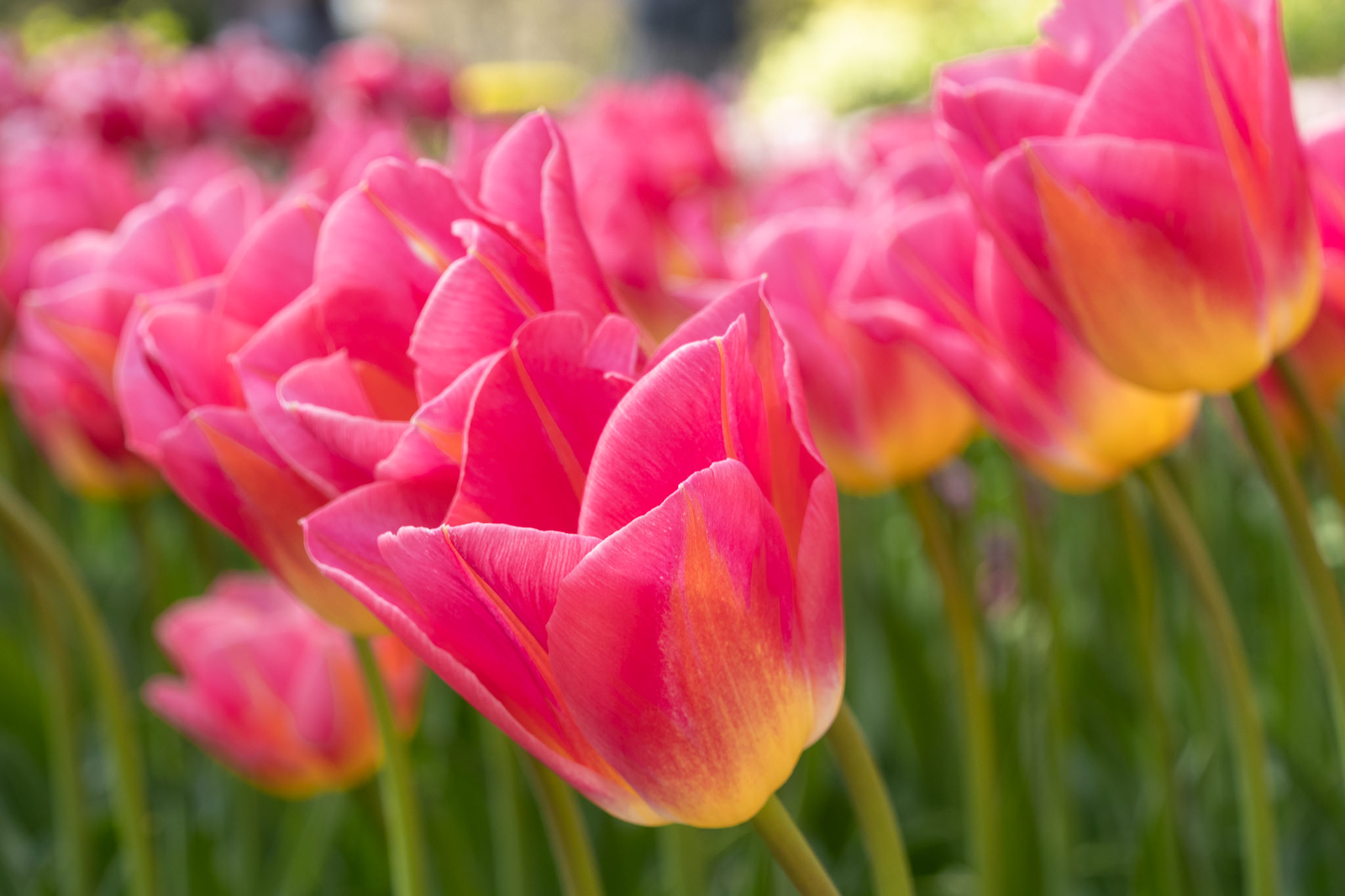 Spring Tomas