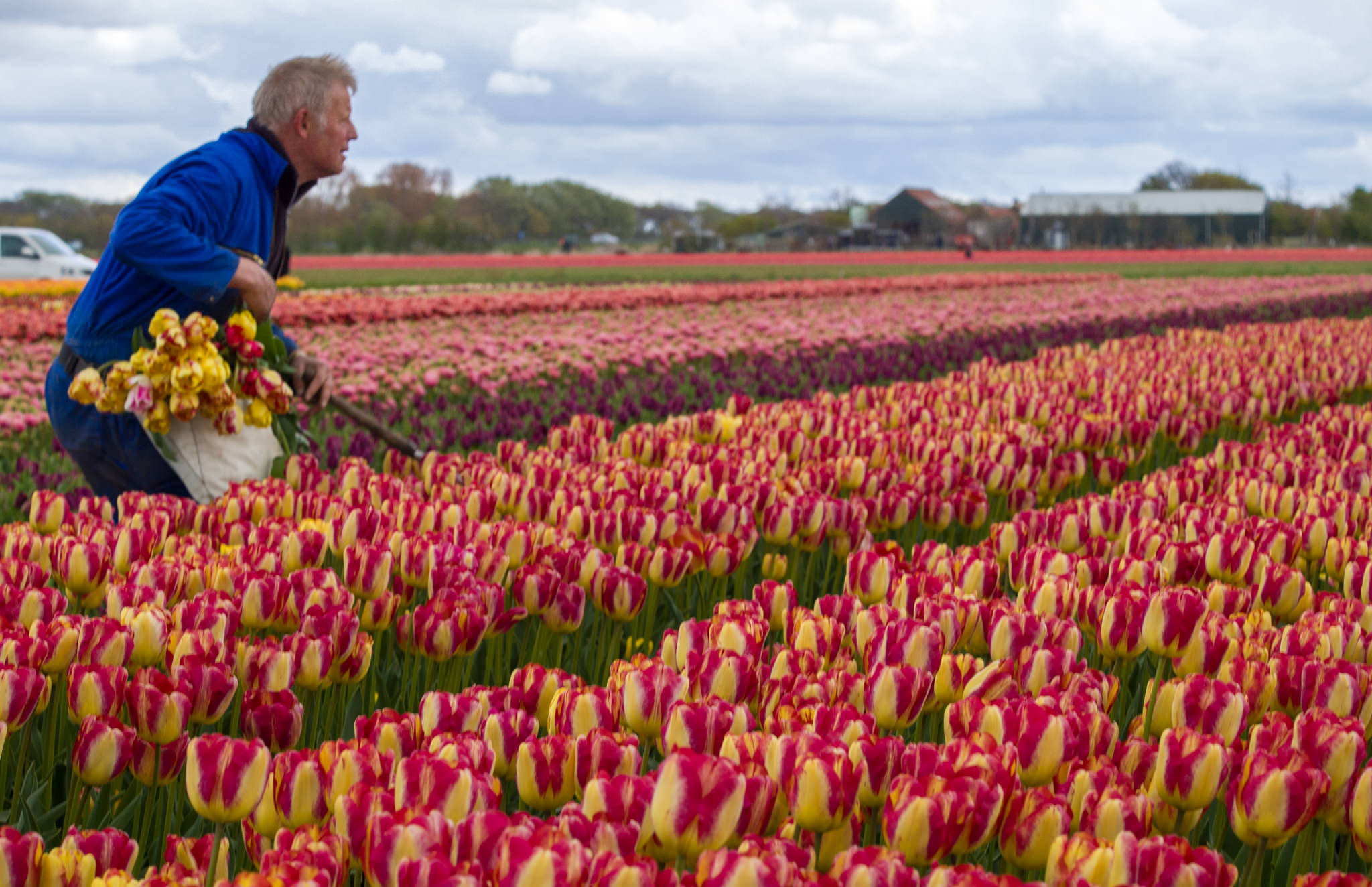Headline Tulip Bulbs Always Wholesale Pricing Colorblends®