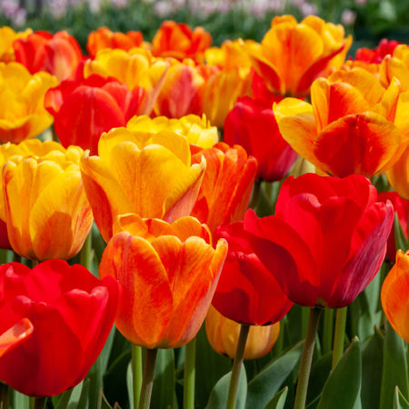 Darwin Hybrid Tulip Bulbs | Colorblends® Wholesale Flowerbulbs
