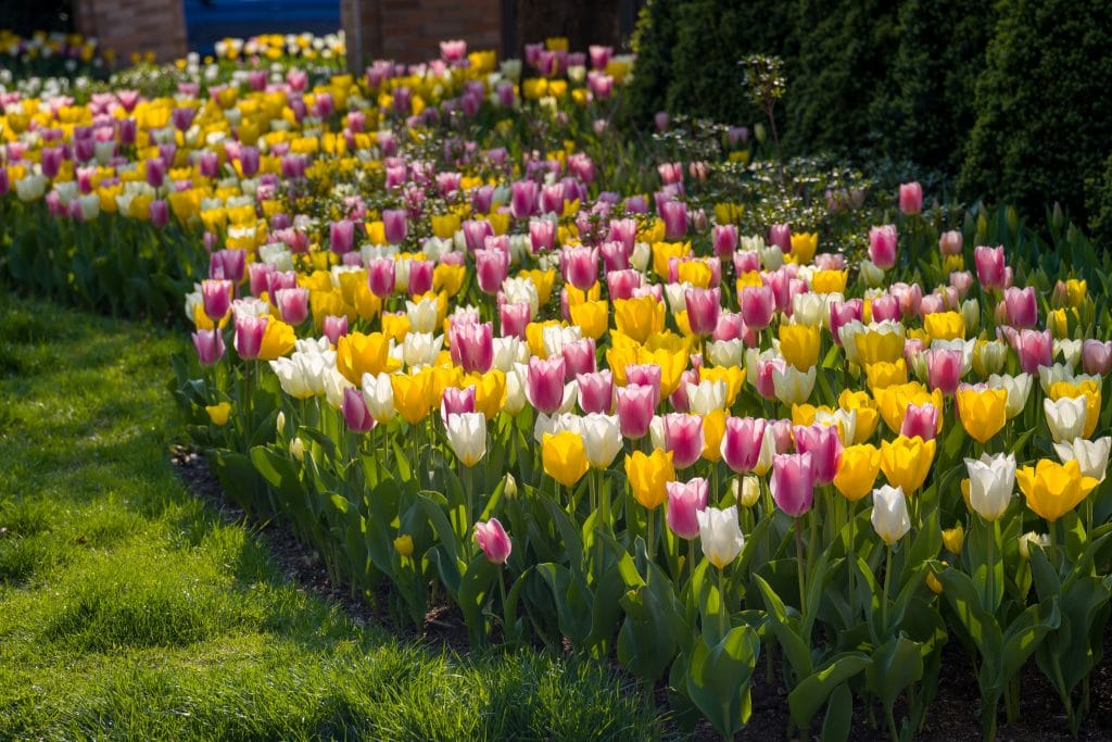 Pinkster™ Tulip Blend | Always Wholesale Pricing | Colorblends®