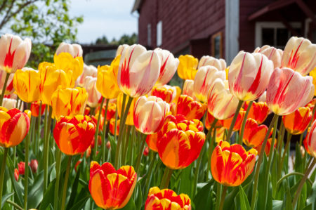 Colorblends® - Wholesale Flower Bulbs. Tulips and Daffodils for Fall ...