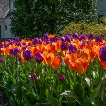 Tulips in the Landscape