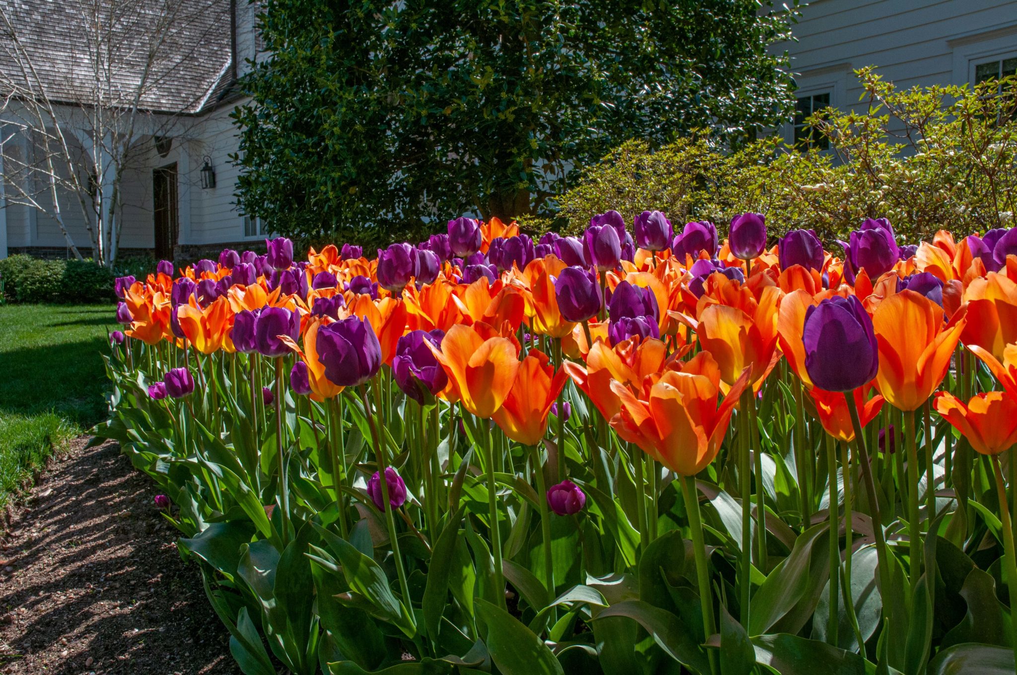 Tulips in the Landscape