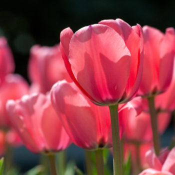 Pink Ardour Tulips, Always Wholesale Pricing