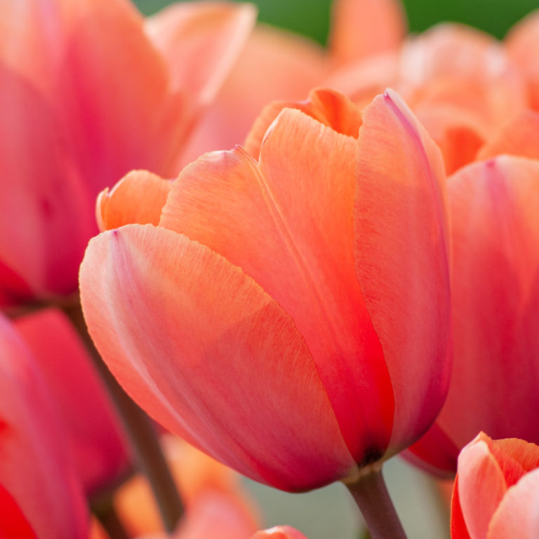 Single Tulip Bulbs Colorblends® Flower Bulbs Wholesale Pricing