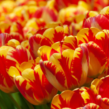 COLORBLENDS  Perennial Tulips