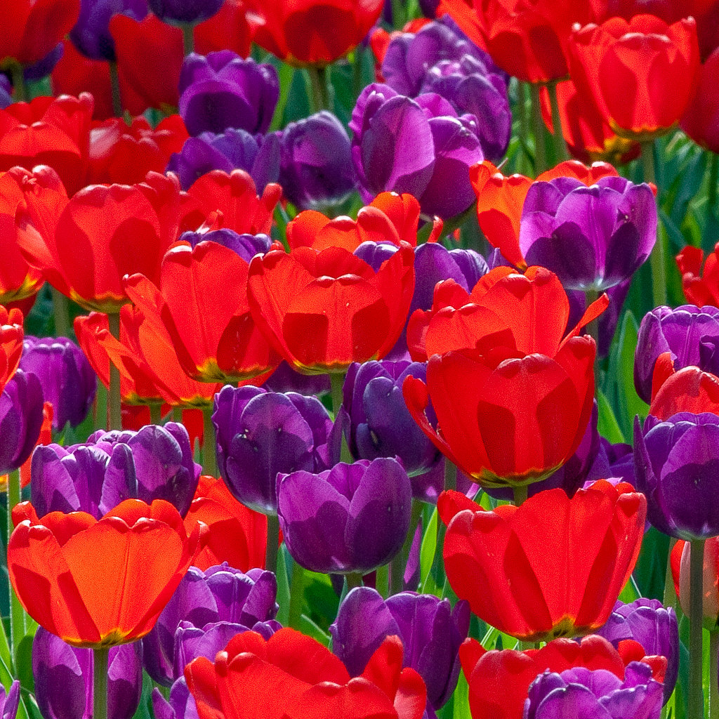 COLORBLENDS  Perennial Tulips