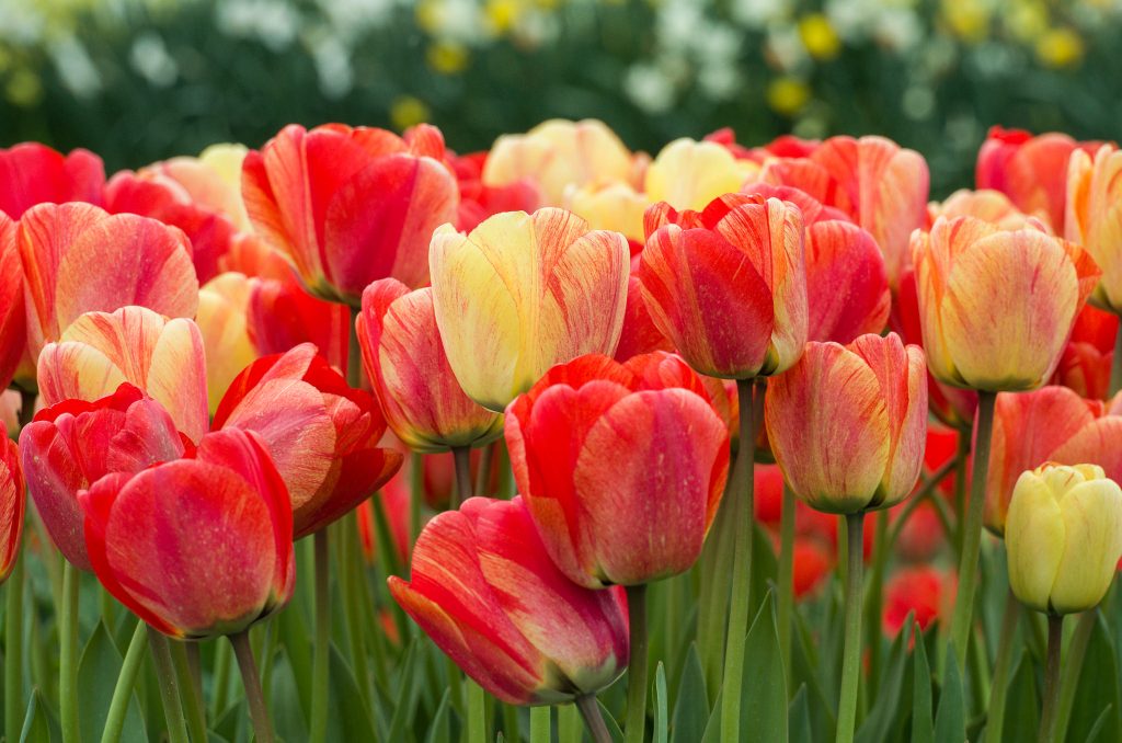 Tulip Bulbs | Item # 1252 Gudoshnik | For Sale - Colorblends®