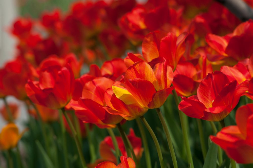 Orange Queen Tulips planted in a group.