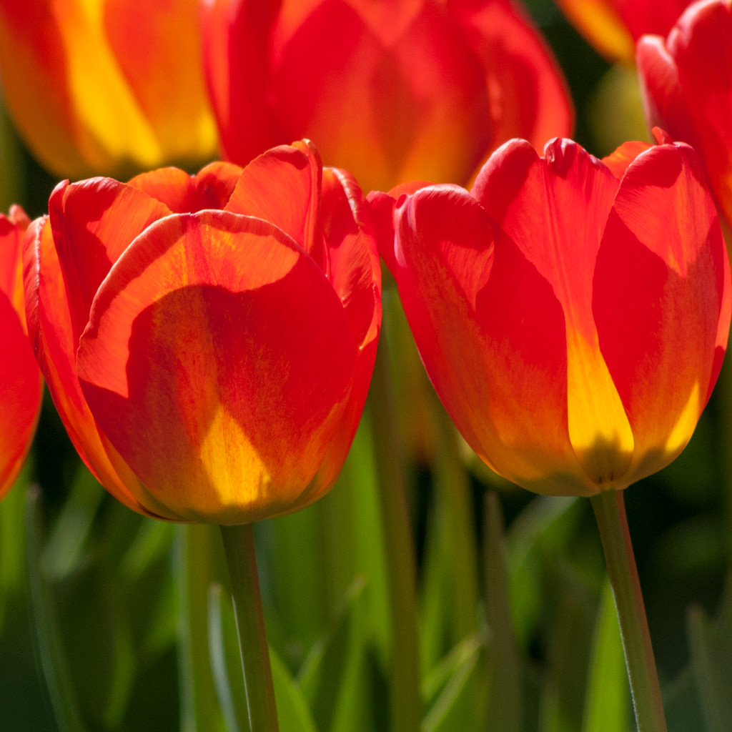 Orange Queen Tulips.