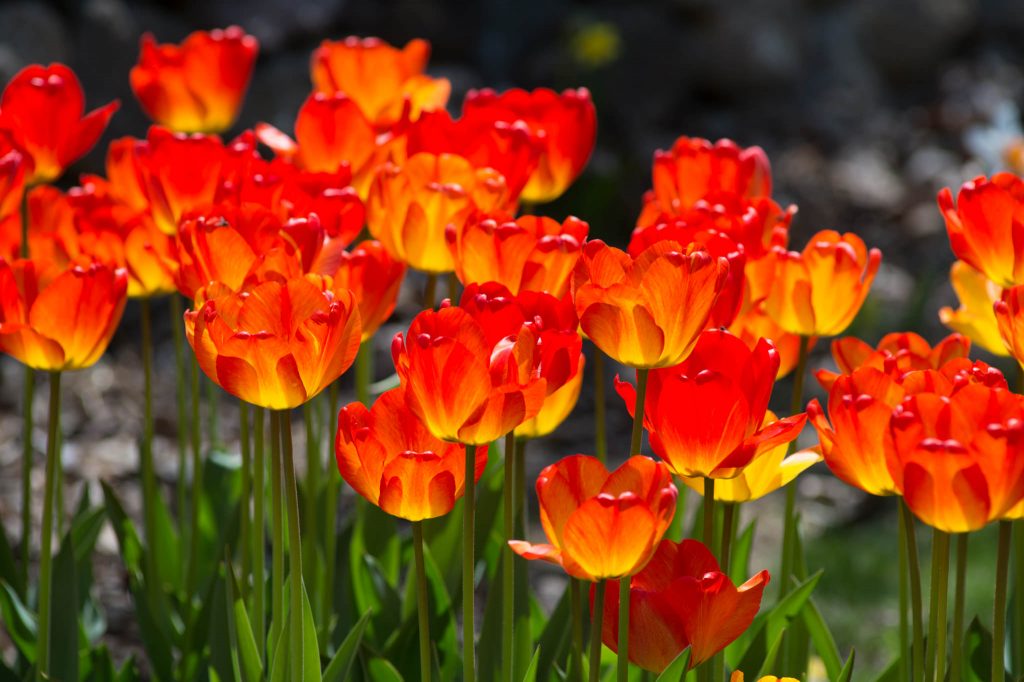 Orange Queen Tulips planted in a group with the sun shining on them.