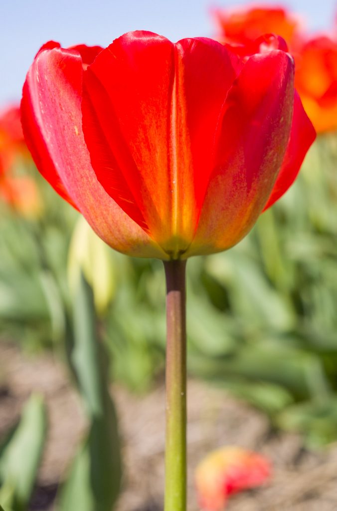 A single Orange Queen Tulip.