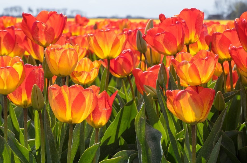 Orange Queen Tulips planted in a field.