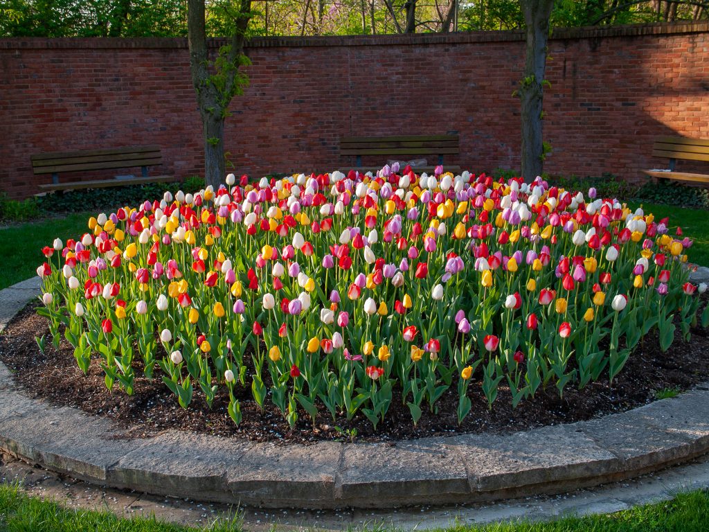 A round bed of eight Darwin Hybrid tulips in reds, yellows, pinks, oranges, and whites, Big Ups® Tulip Blend from Colorblends