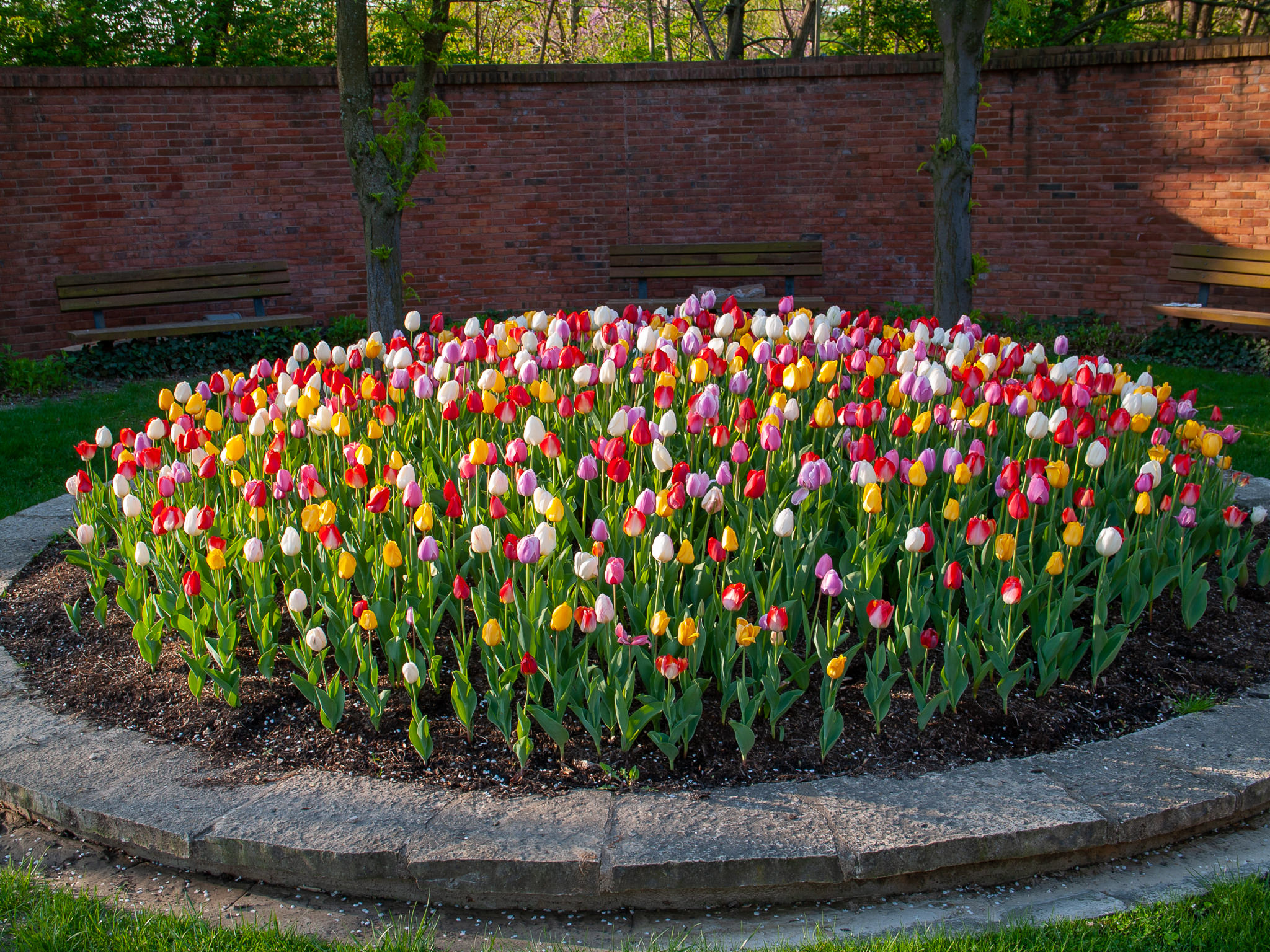 COLORBLENDS  Perennial Tulips