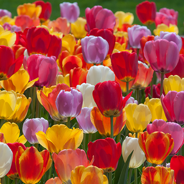 COLORBLENDS® Wholesale Flower Bulbs from Holland