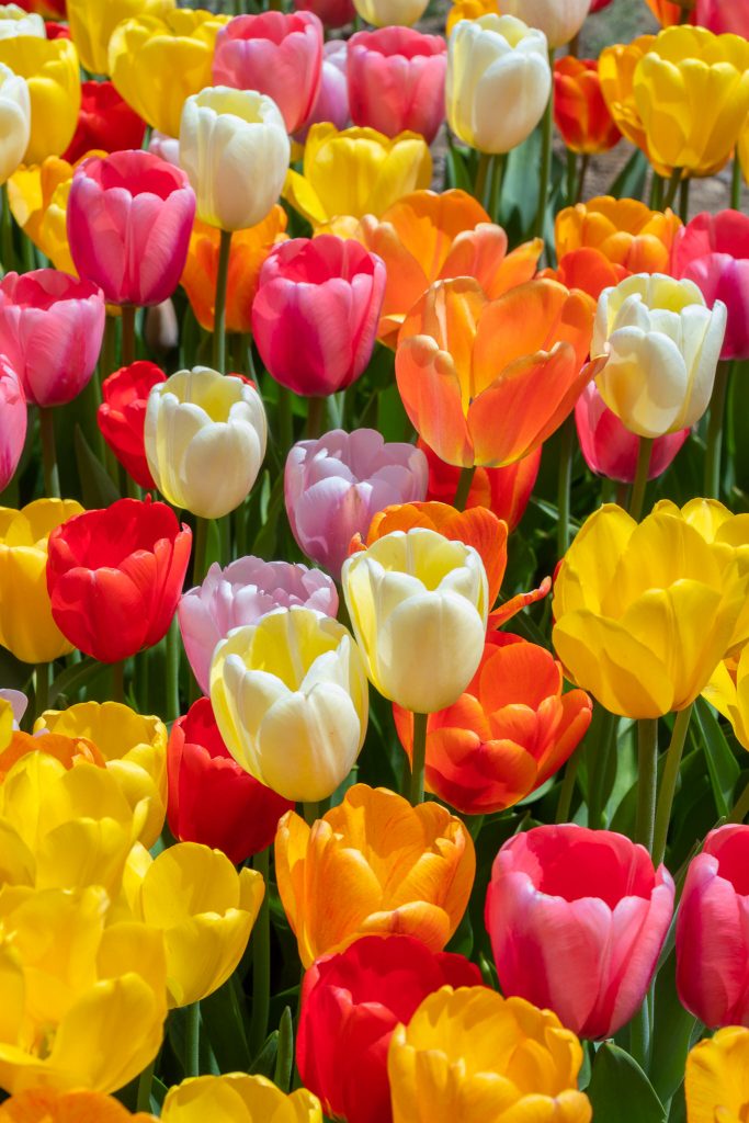 A blend of eight Darwin Hybrid tulips in reds, yellows, pinks, oranges, and whites, Big Ups® Tulip Blend from Colorblends