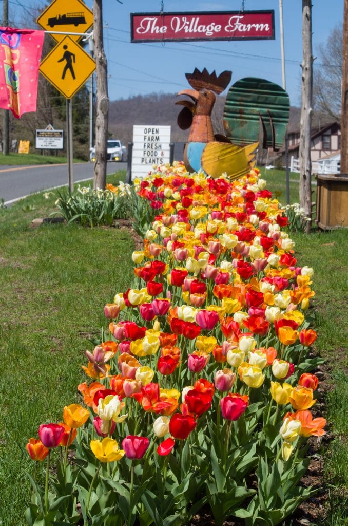 A bed of eight Darwin Hybrid tulips in reds, yellows, pinks, oranges, and whites outside a farm stand, Big Ups® Tulip Blend from Colorblends