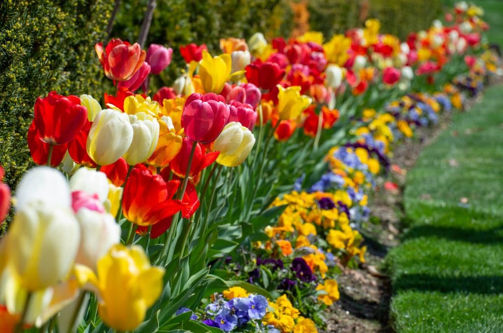 A row of eight Darwin Hybrid tulips in reds, yellows, pinks, oranges, and whites planted with pansies, Big Ups® Tulip Blend from Colorblends