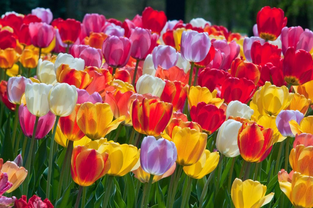 A blend of eight Darwin Hybrid tulips in reds, yellows, pinks, oranges, and whites, Big Ups® Tulip Blend from Colorblends