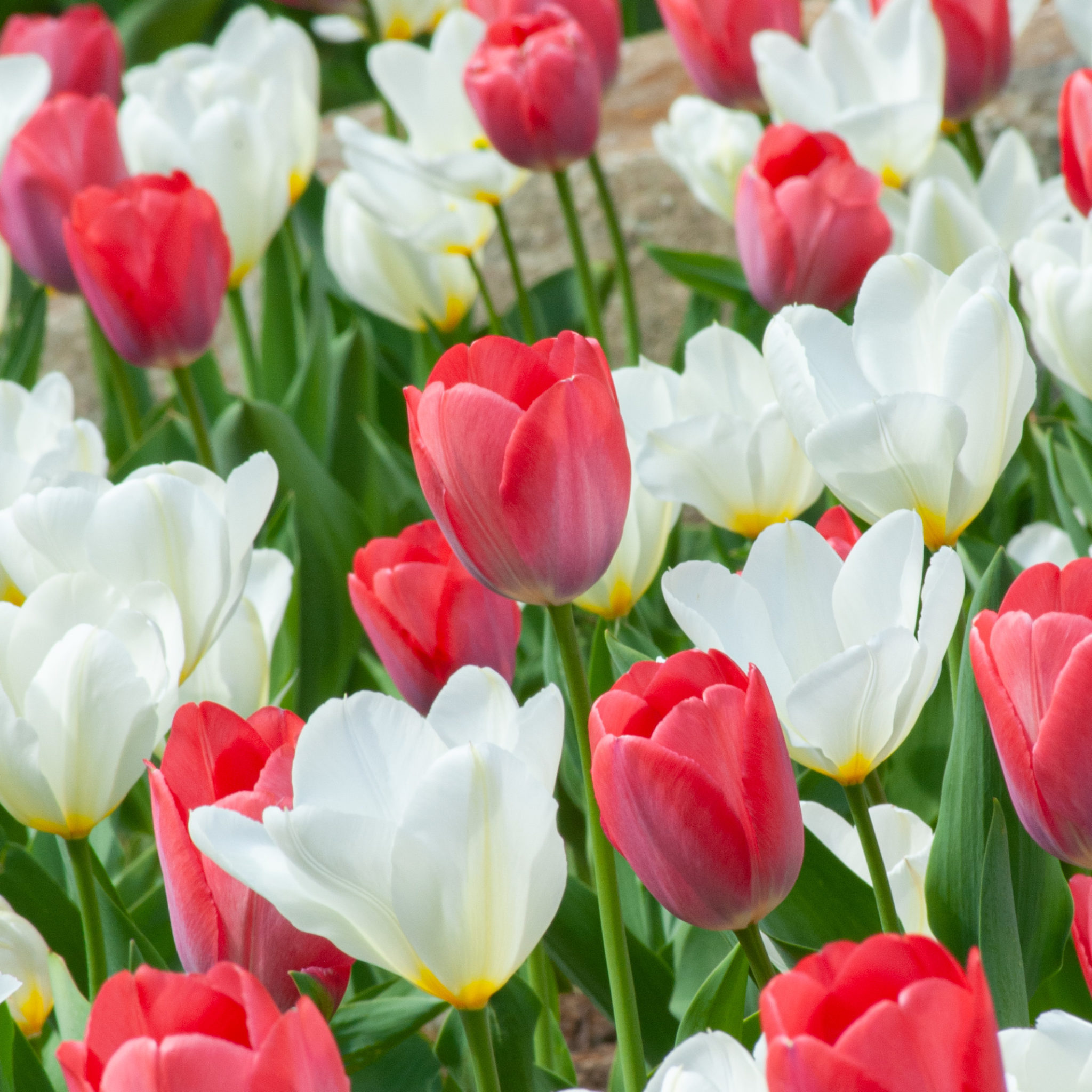 Miss Confection Tulip Blend | Wholesale Pricing | Colorblends®