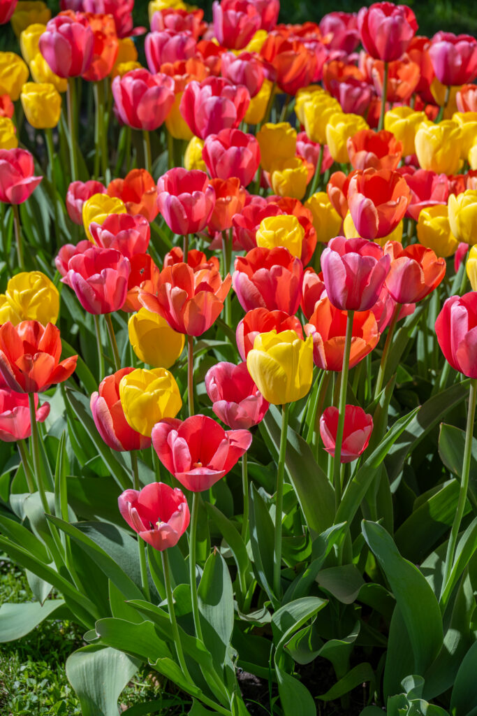 Sorbetto Tulip Blend-pink, orange, and yellow